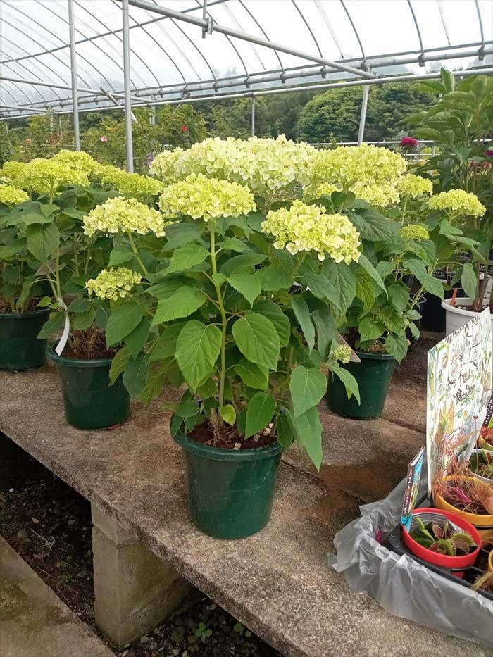 Amazon.co.jp: アジサイ白花に6月に開花アナベル苗 アナベル紫陽花 鉢