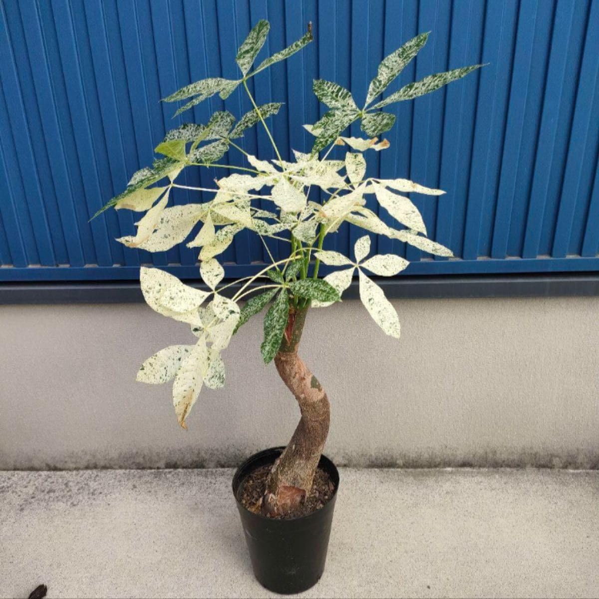 Amazon｜観葉植物パキラ ミルキーウェイ □ 斑入 □ インテリア