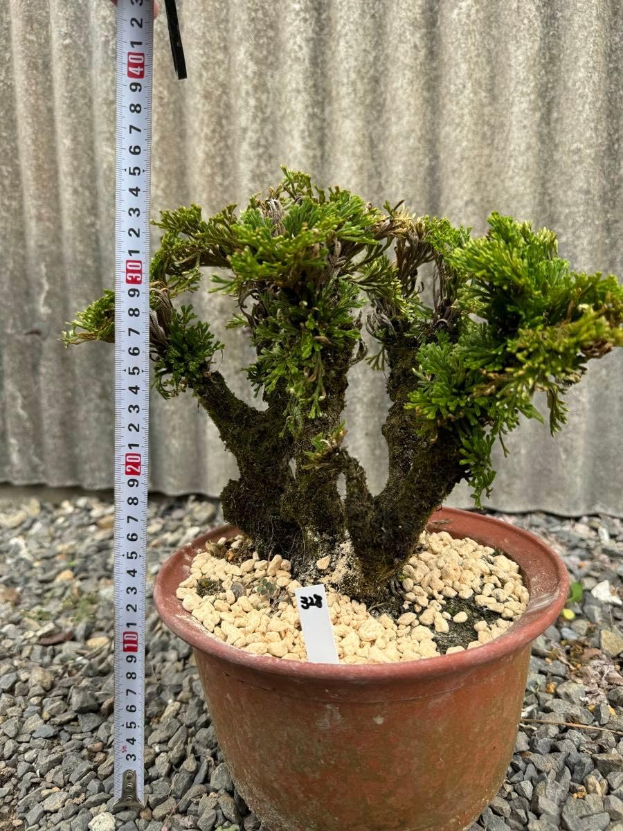 Amazon.co.jp: 30年物 岩松 イワヒバ 岩ヒバ 盆栽 山野草 高山植物 328