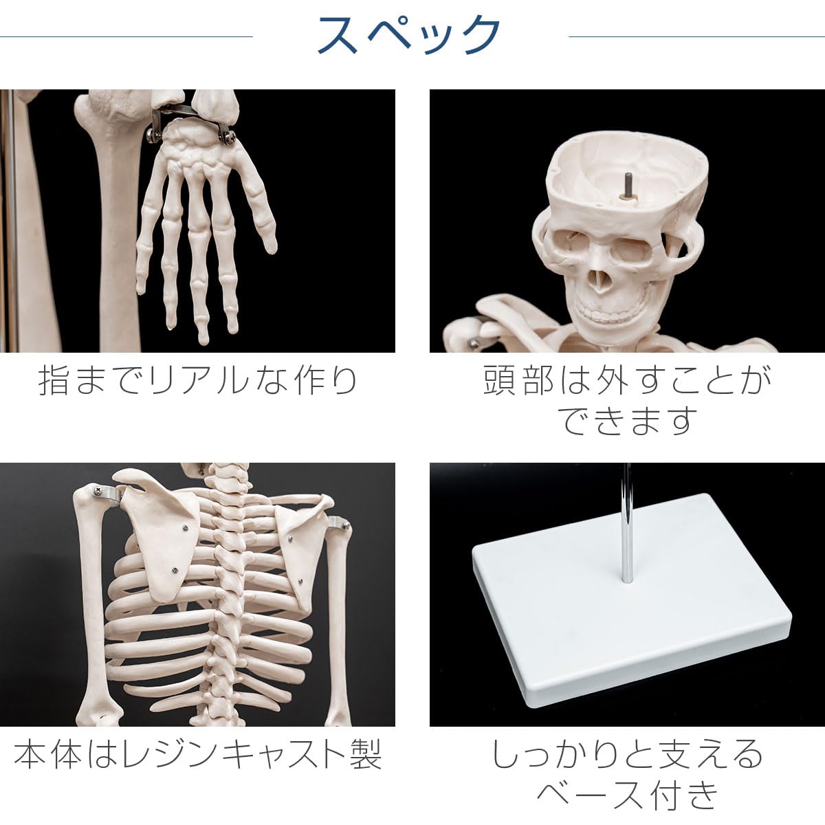 Amazon.co.jp: ottostyle.jp 人体骨格模型 関節を動かせる 骨 【本体