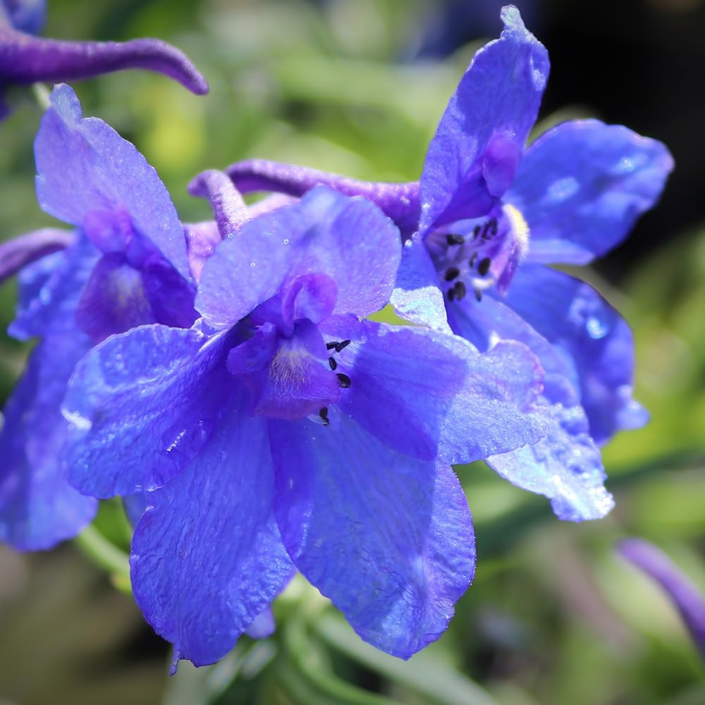 Amazon.co.jp: ITANSE デルフィニウム ハンキードリー ブルー 3