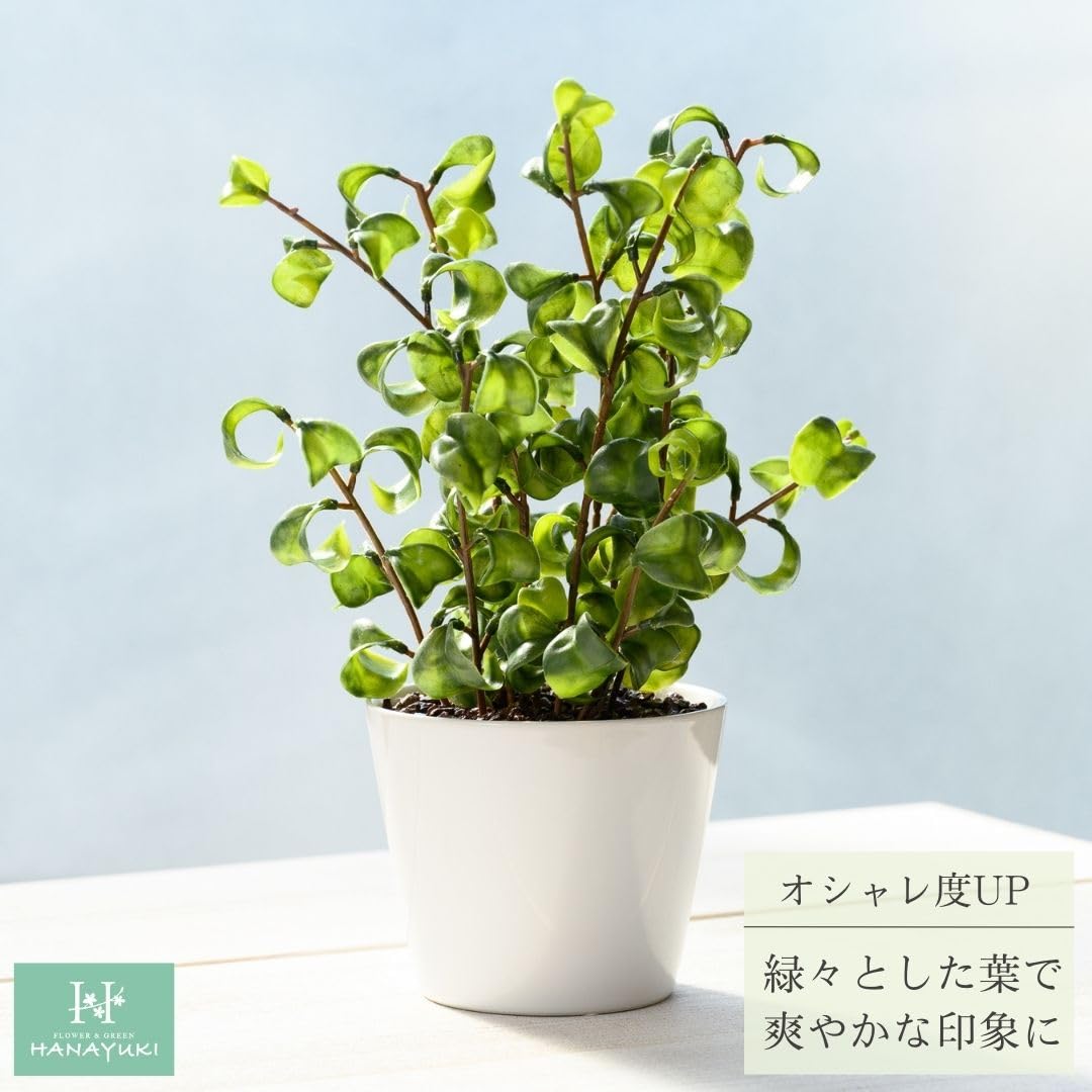 Amazon｜HANAYUKI 人工観葉植物 フェイクグリーン ベンジャミン