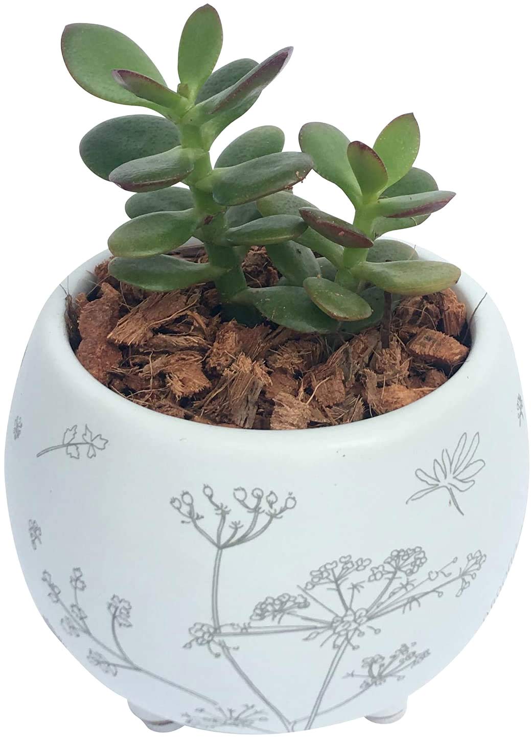 Amazon | 花のギフト社 お金のなる木 金のなる木 花月 多肉植物 観葉