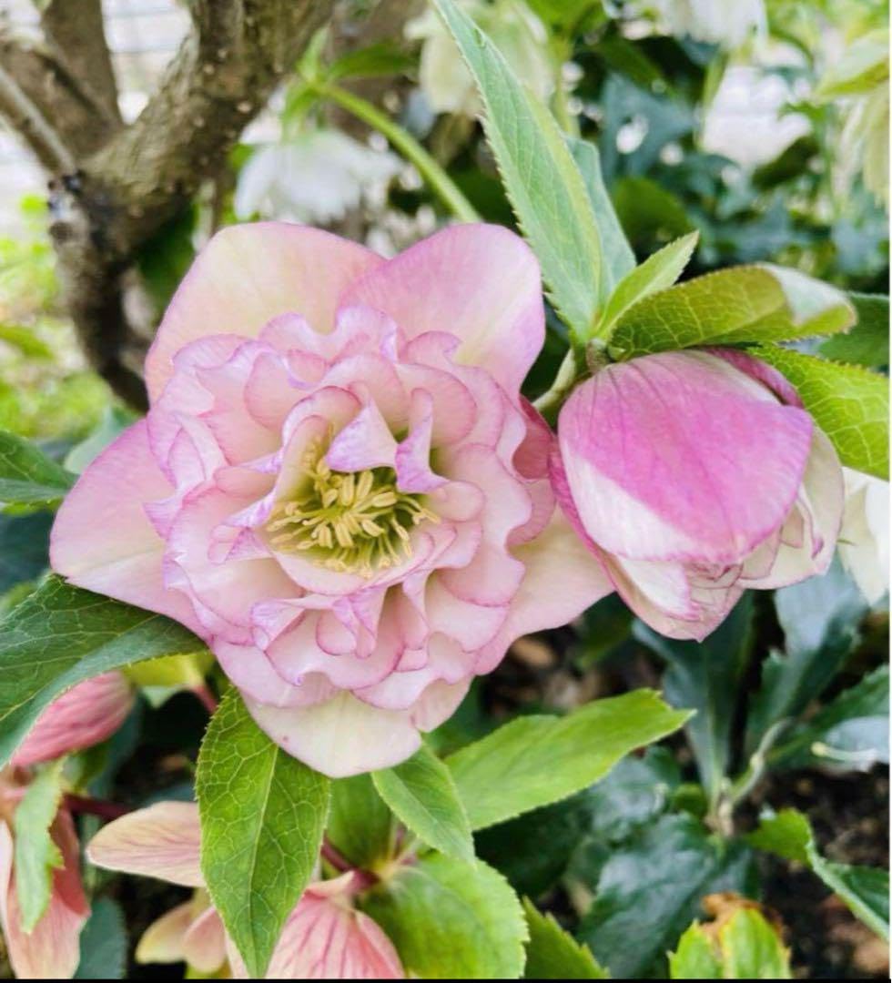 Amazon.co.jp: クリスマスローズオリエンタリス ミスティローズダブル