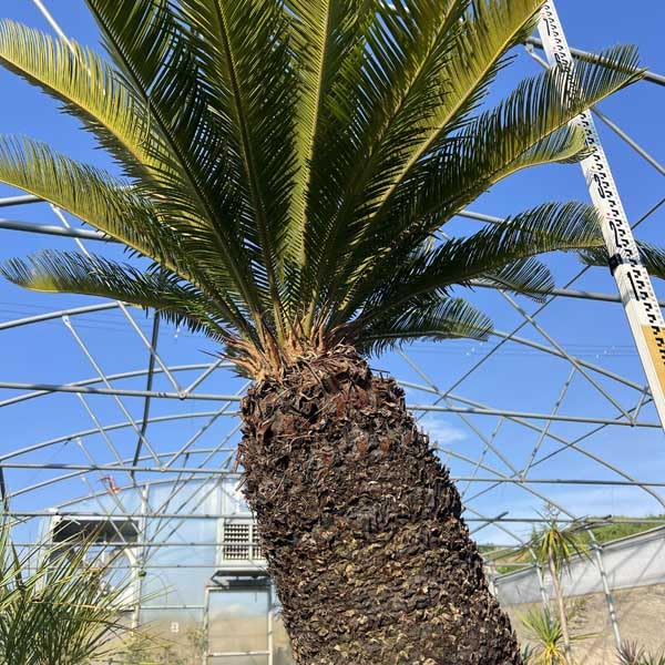 Amazon｜蘇鉄 ソテツ 12号 観葉植物 お祝 新築祝い 開店祝い シンボル