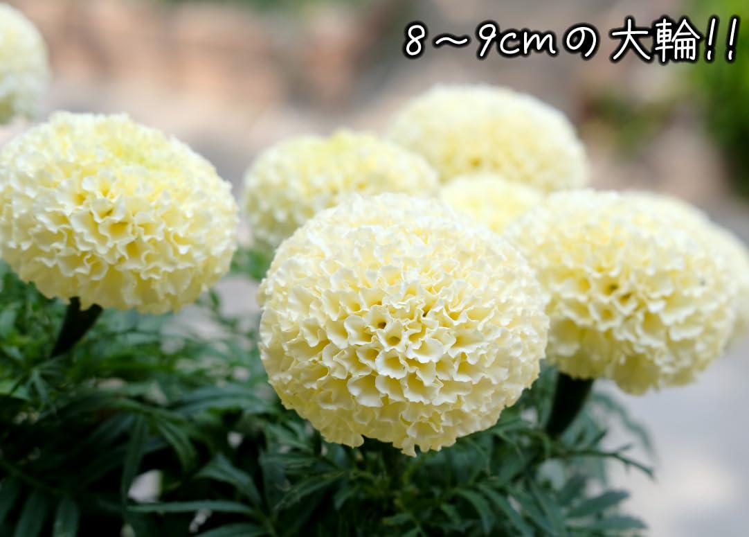 Amazon.co.jp: 種 花たね マリーゴールド F1ビッグスワン 1袋（12粒