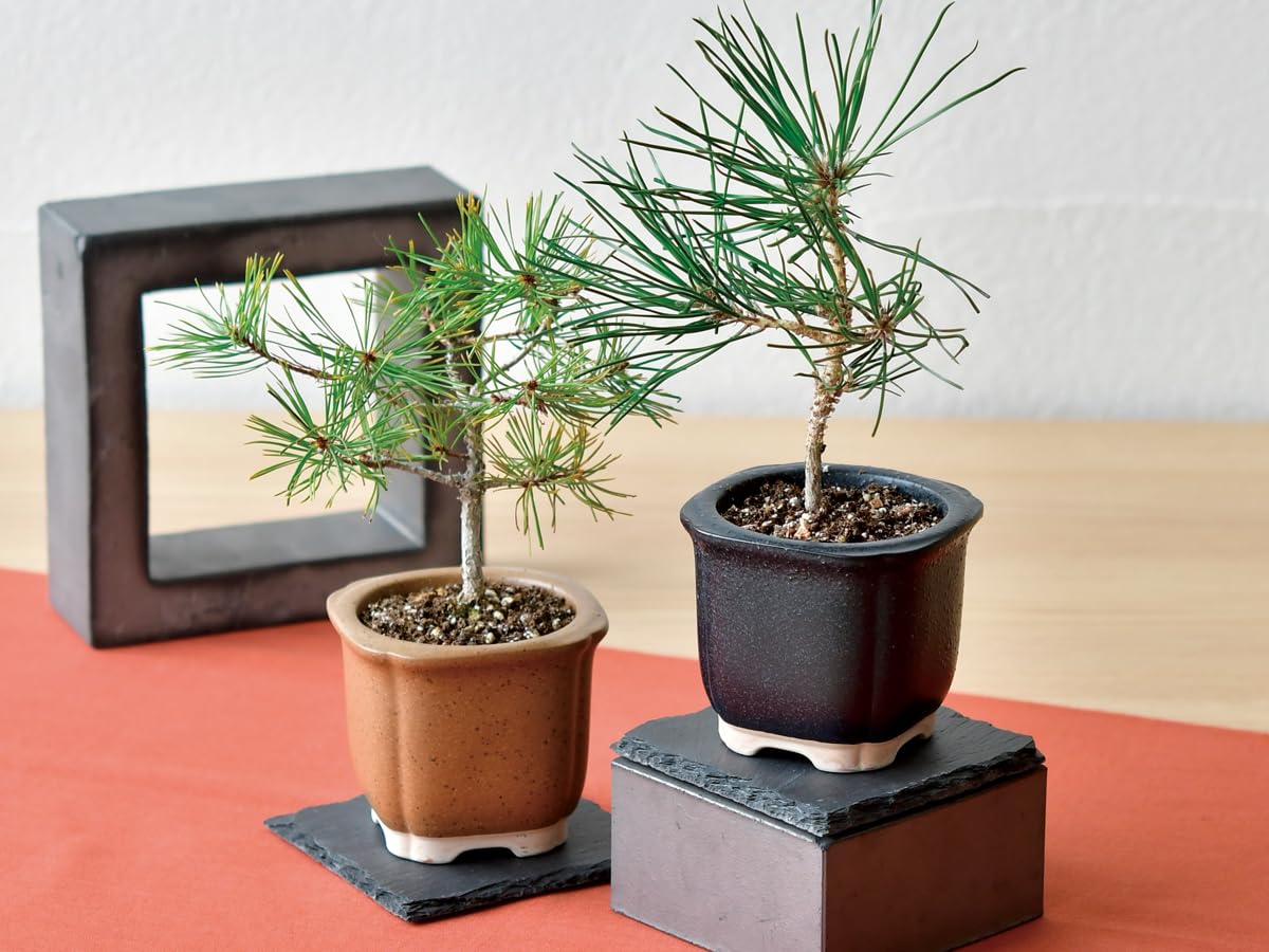 Amazon｜聖新陶芸 The BONSAI 栽培セット 黒松 サイズ：約W8.5 D8.5 H7