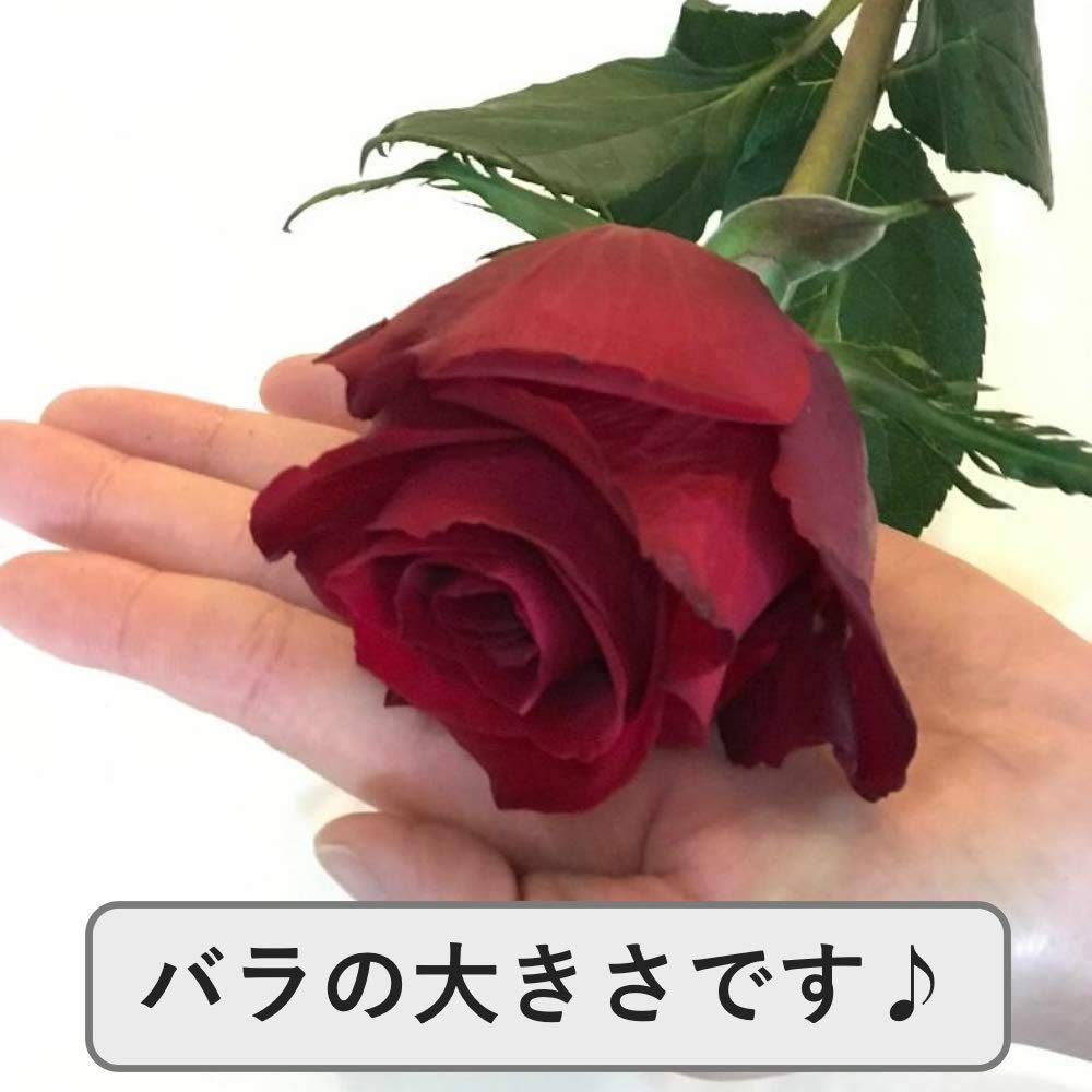 Amazon｜[ビズフラワー]【花束 バラ(大輪) 12本】 インポートローズ