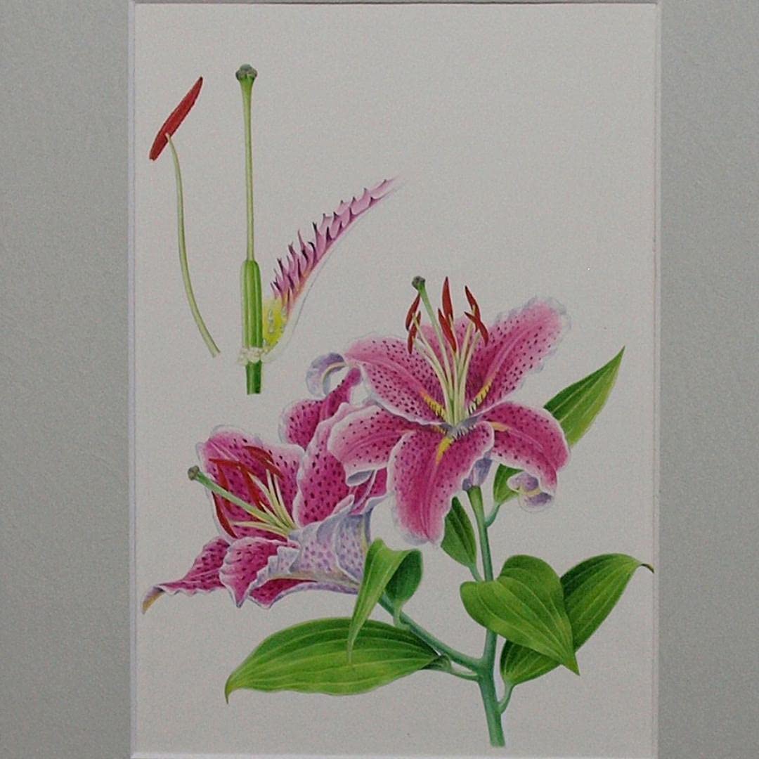 絵画】ボタニカルアート 「かのこゆり」原画 【公式通販】