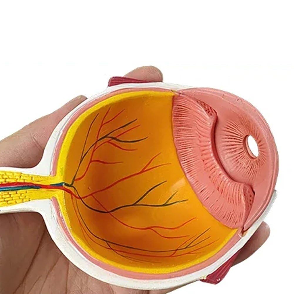 Amazon.co.jp: 眼球モデル 人間 眼球 模型 視神経 ショー角膜 レンズ