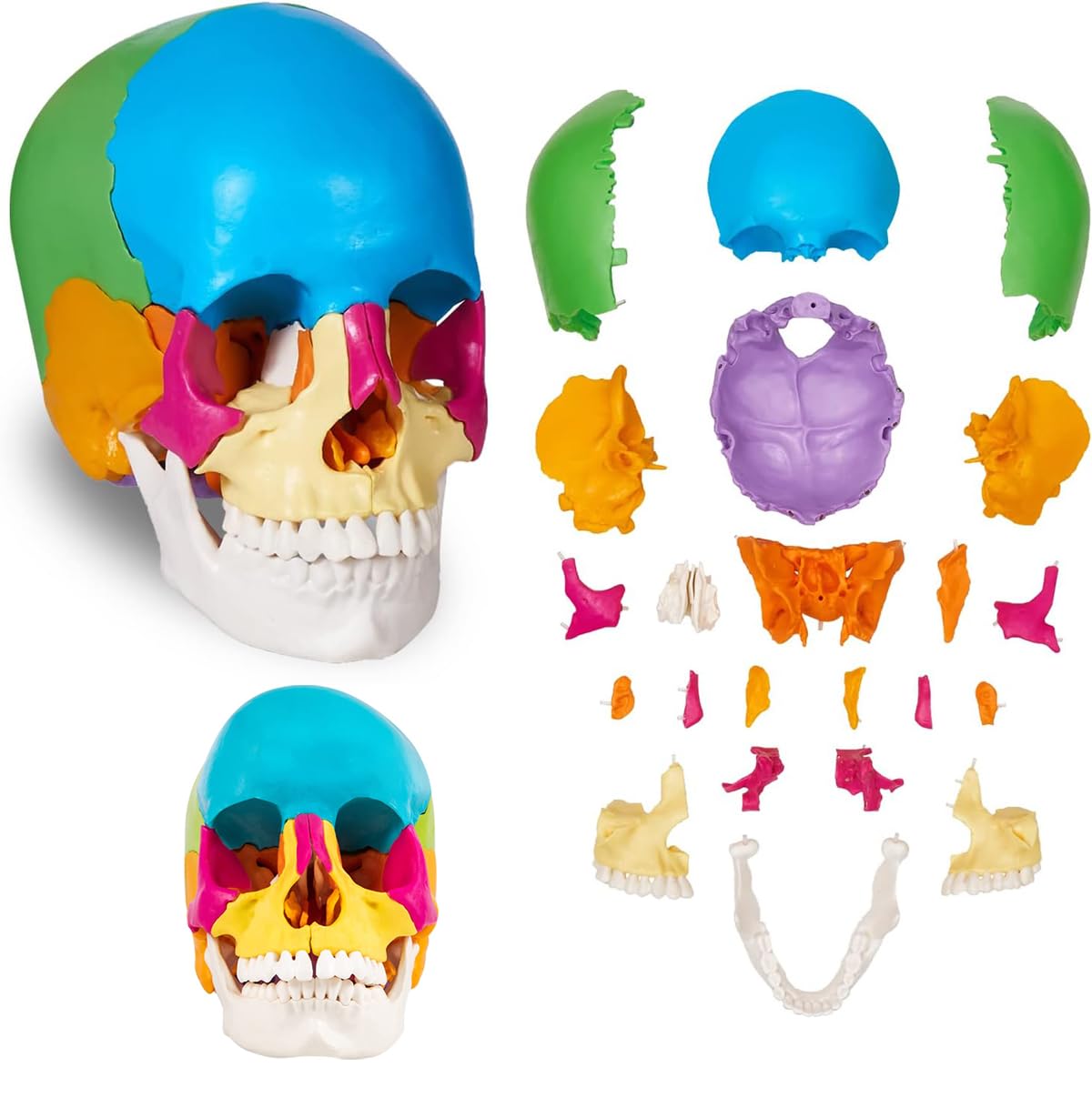 Amazon.co.jp: 22パーツ分離型頭蓋骨モデル 実物大 人間の頭蓋骨モデル