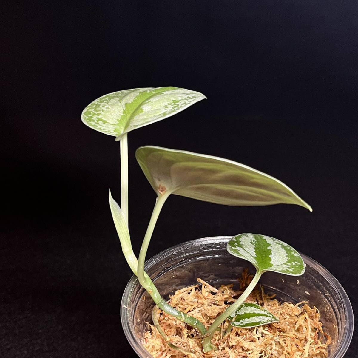 Amazon.co.jp: レア 34. Scindapsus Tricolor Silver Platinum