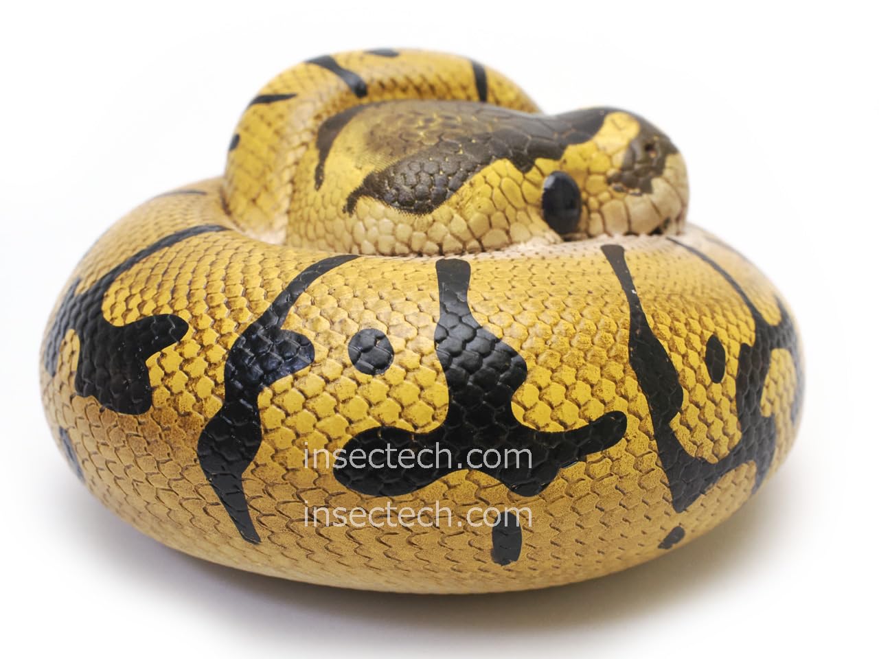 Amazon.co.jp: 【動物の惑星】ボールパイソン（エンチ）フィギュア完成