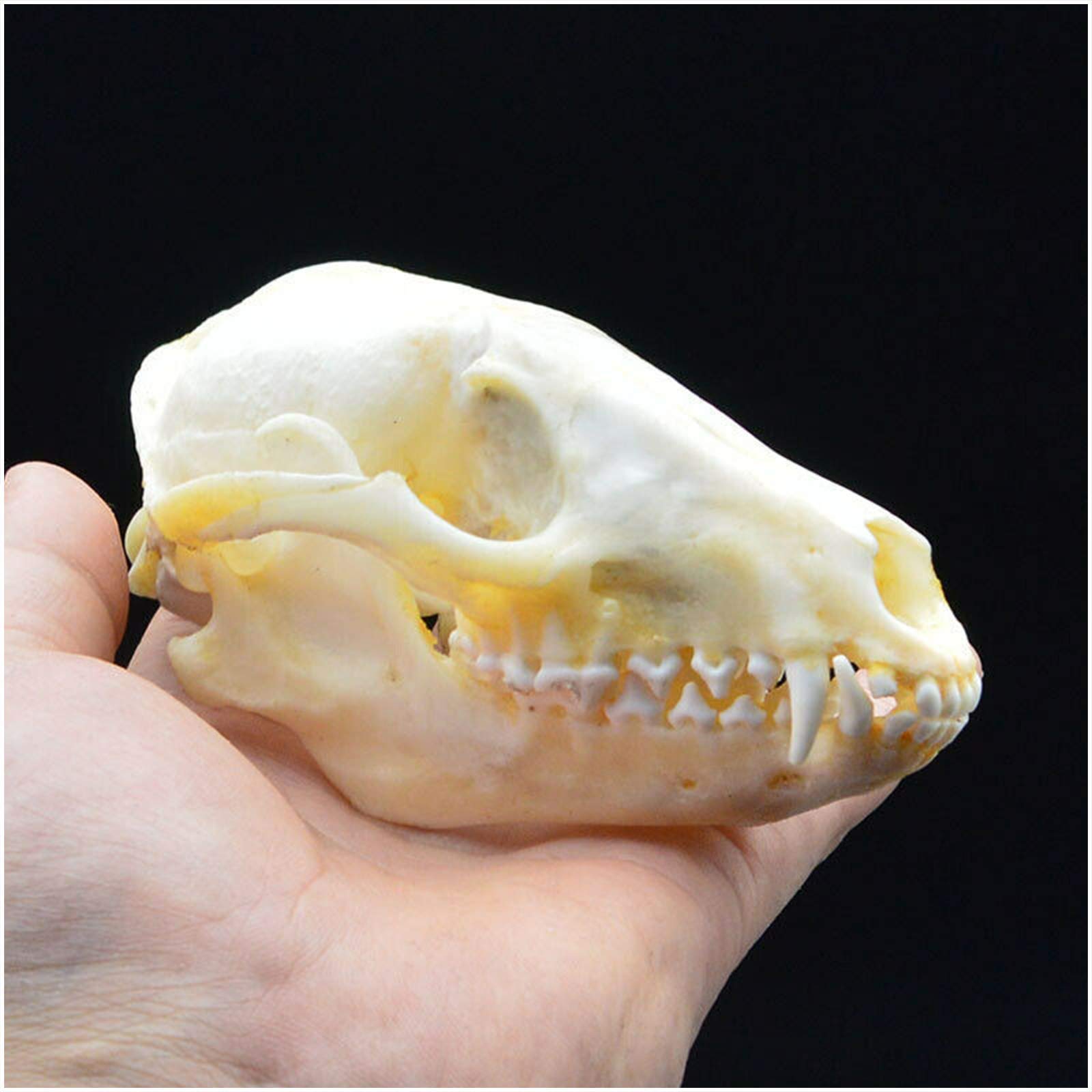 Amazon.co.jp: アライグマの頭蓋骨モデル - 本物のアライグマの頭蓋骨