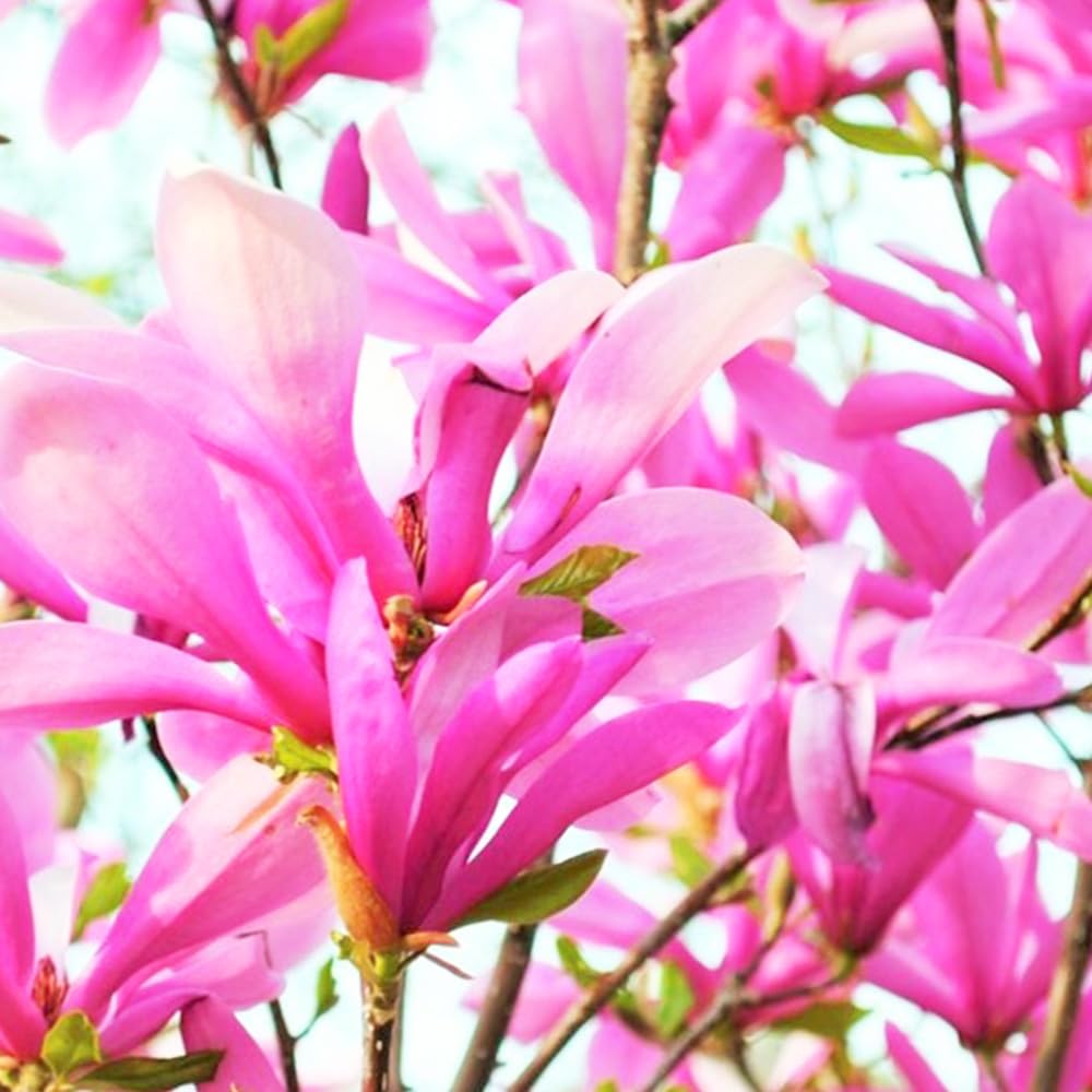 Amazon.co.jp: ITANSE モクレン ガールマグノリア 6号 1個売り