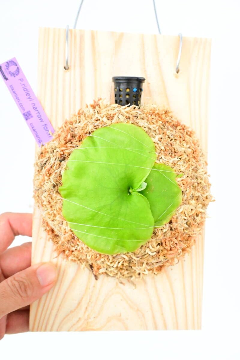 Amazon.co.jp: P.ridleyi narrow form spored④ ＠ビカ森wife リドレイ