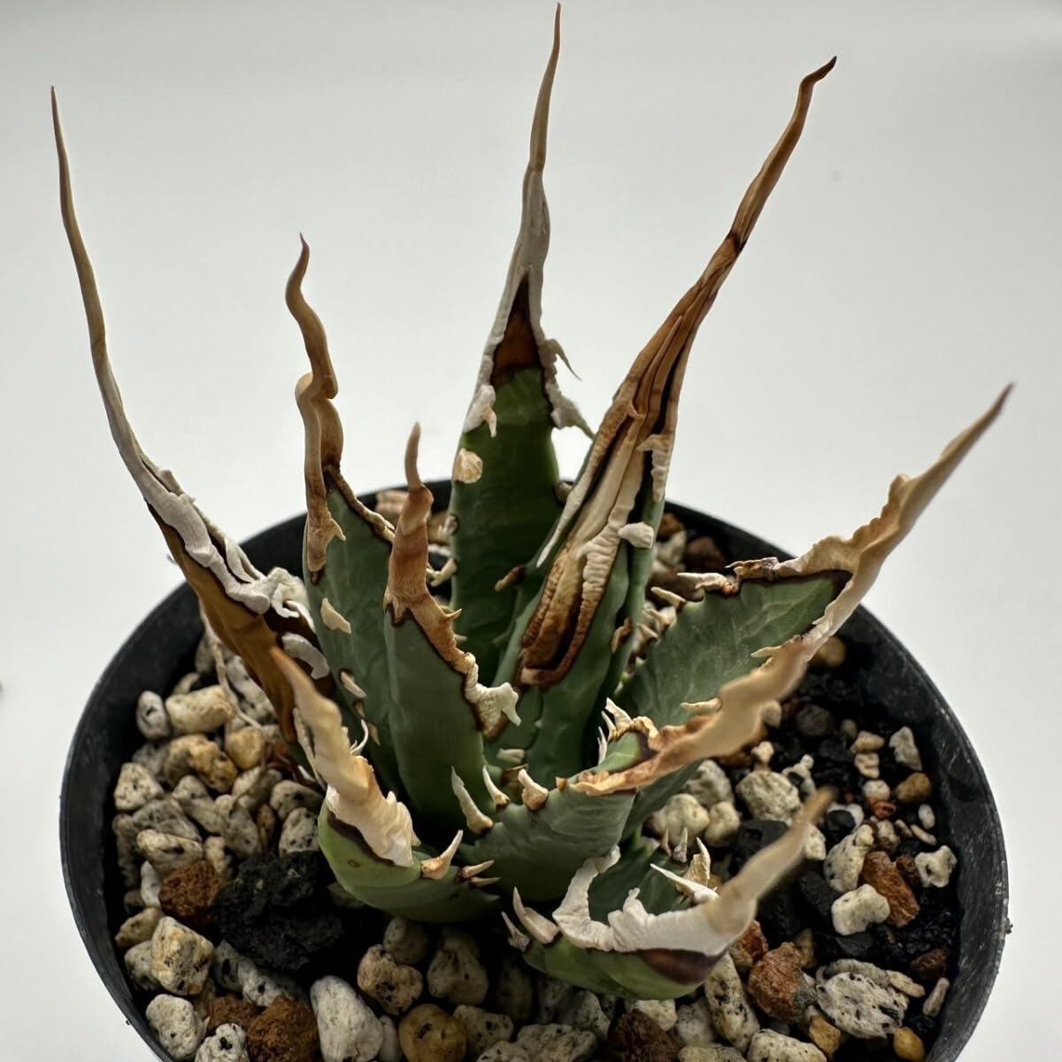 Amazon.co.jp: 10粒 アガベ ユタエンシス エボリスピナ