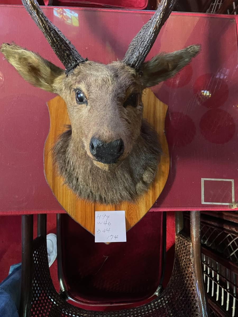 Amazon.co.jp: 【オブジェ】①鹿剥製標本刀掛け壁掛け飾りハンティング