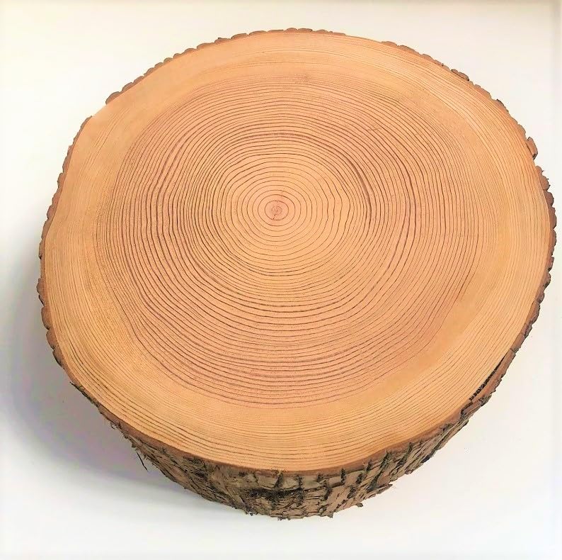 Amazon.co.jp: 川島材木店 杉切り株 高さ約25cm 直径約35cm 皮つき