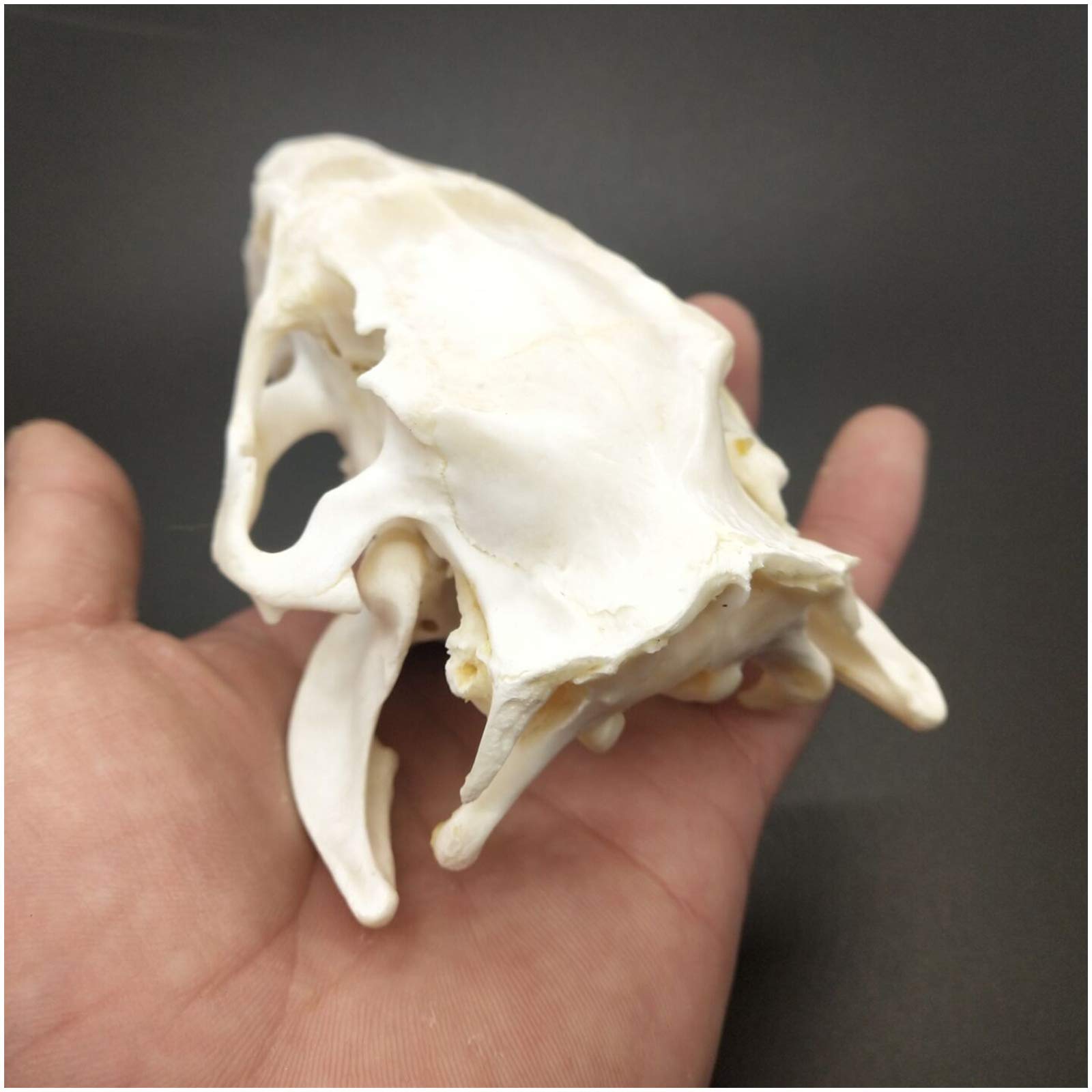 Amazon.co.jp: ビーバーの頭蓋骨の標本-本物の動物の頭蓋骨-1：1等身大