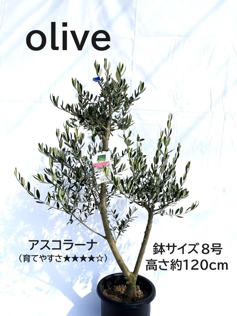 Amazon｜オリーブ アスコラーナ 8号 120cm NO.128 一点物 観葉植物