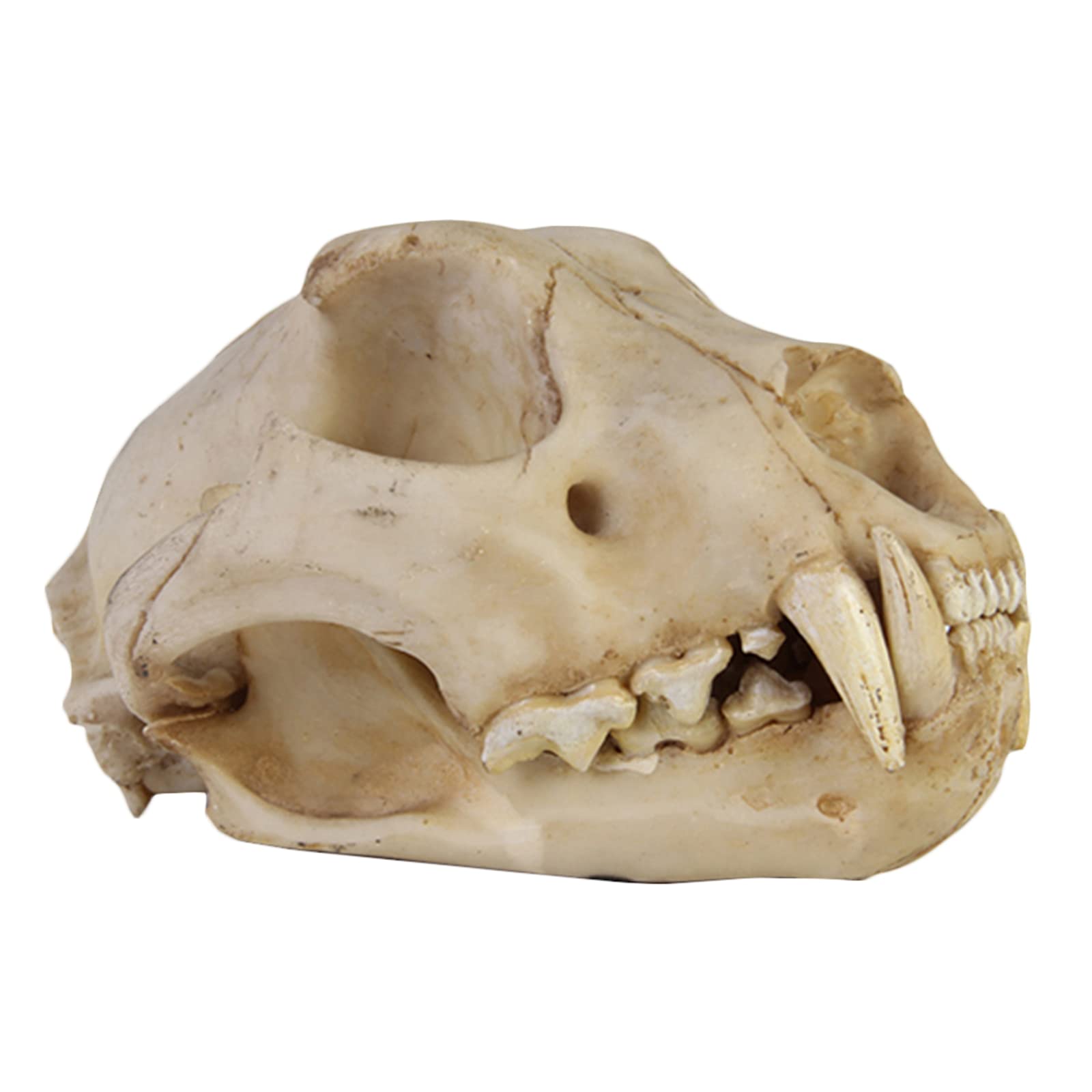 Amazon.co.jp: 動物の頭蓋骨の化石頭の置物レプリカ像、装飾的な動物の