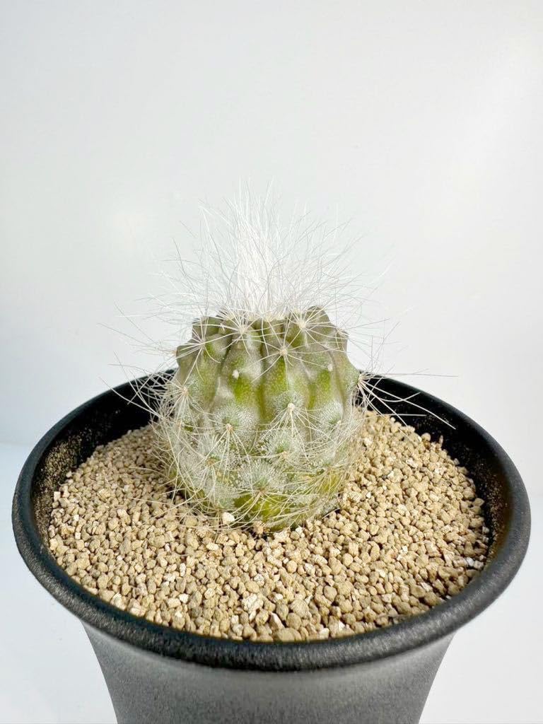 Amazon.co.jp: Copiapoa krainziana v. scopulina コピアポア クライン