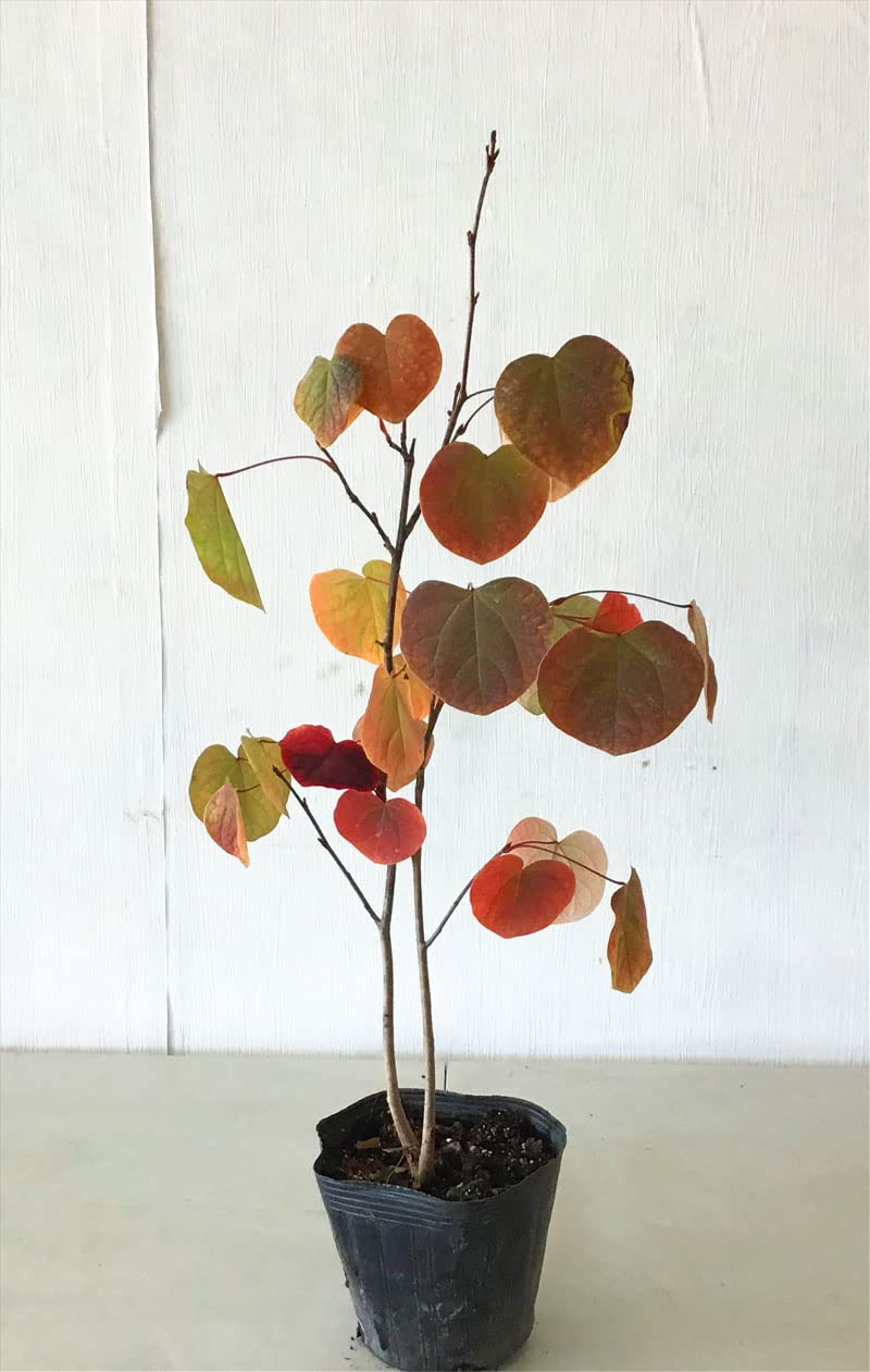 Amazon | マルバノキ 高さ約0.7m（鉢底から） | 植木