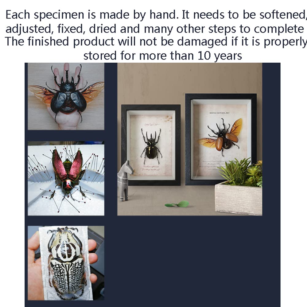 Amazon.co.jp: フォトフレーム、額縁、壁掛けフレーム、KUANGPAISI昆虫