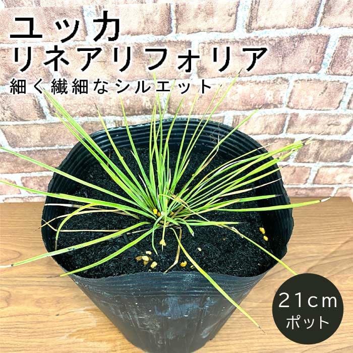 Amazon.co.jp: 庭木 苗木 ユッカ リネアリフォリア 21cmポット 植木