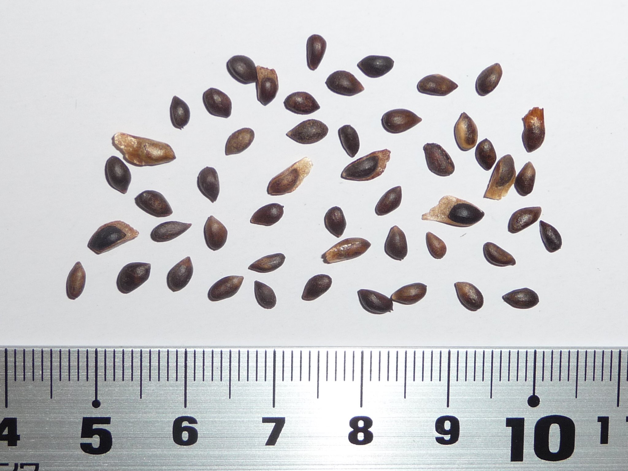 Amazon | 【松の種】這性モンタナマツ（モンタナ松プミリオ