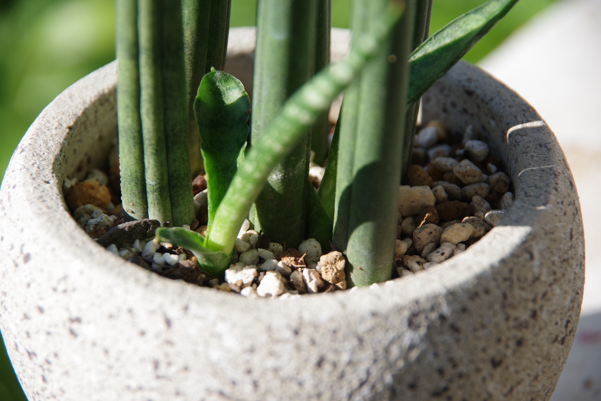 棒状のサンスベリア、子株が棒状にならないのはなぜ？: ミントのみん 2