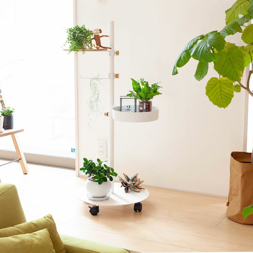 コパンダガジュマル｜違いはドワーフ（矮性）育て方付き