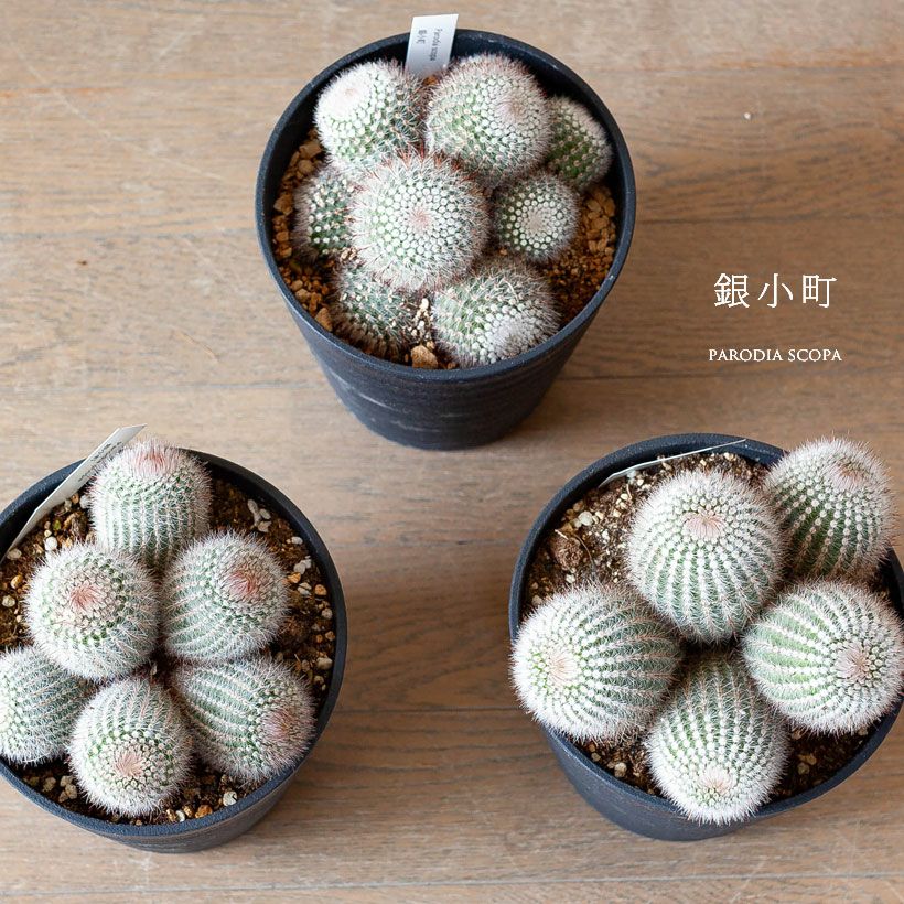 長年付き合える、群生サボテン | [公式]e-花屋さん