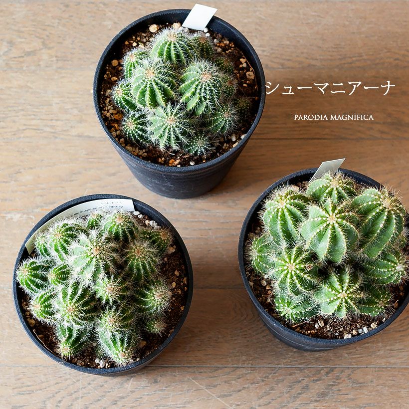 長年付き合える、群生サボテン | [公式]e-花屋さん