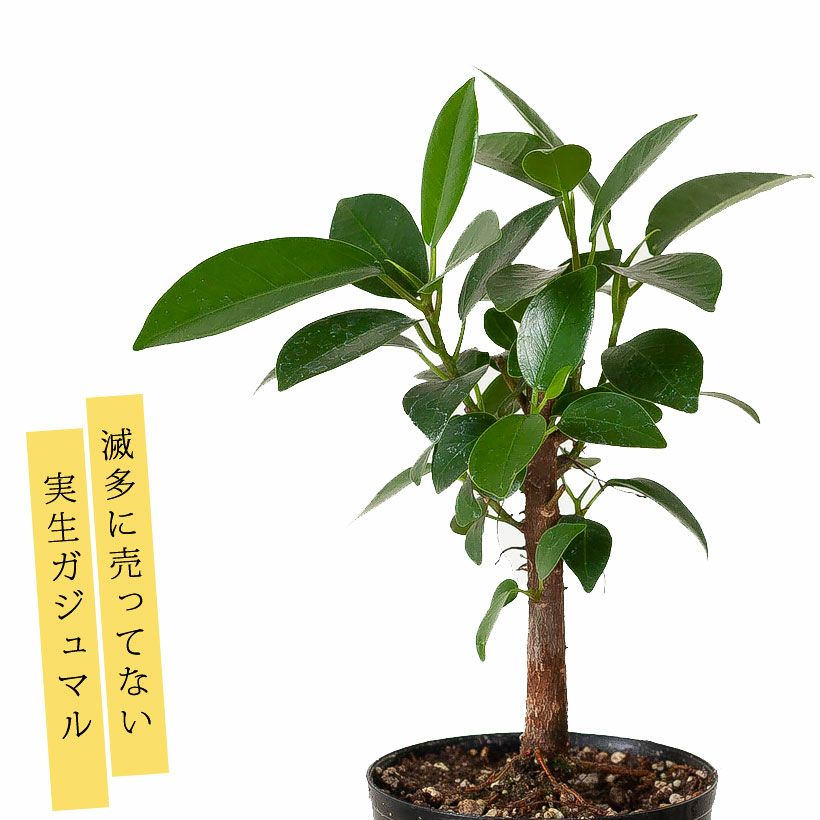 000000006950-01.jpg?size=l&w=