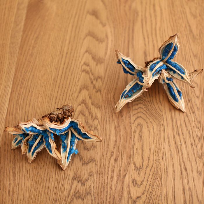 旅人の木の種（タビビトノキの実）日本産ブルーオブジェ｜e-花屋