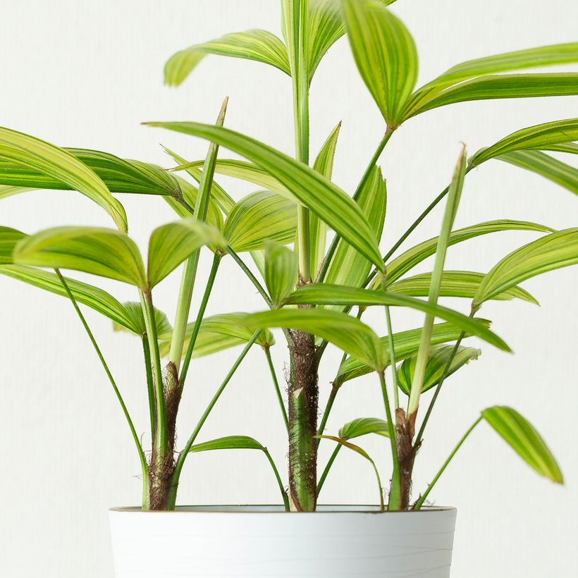 観音竹アヤニシキ（綾錦）斑入りで美しい観葉植物[公式] e-花屋さん