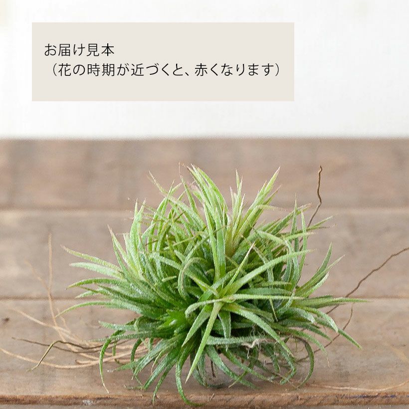 チランジア・クランプ｜エアプランツ入門種フエゴの群生株e-花屋さん