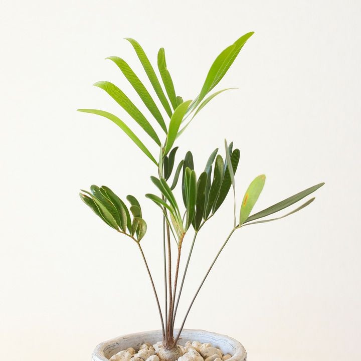 ザミア・フロリダーナ | [公式]e-花屋さん