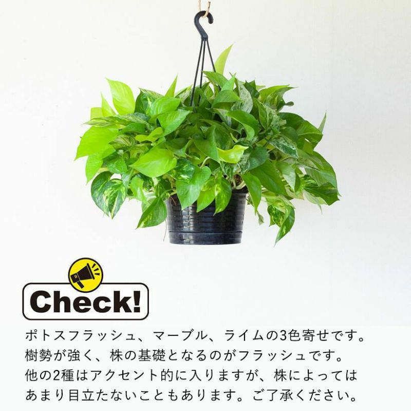 ポトス「3種の寄せ植え」ツルが鉢を覆い隠す、美しいおすすめ商品
