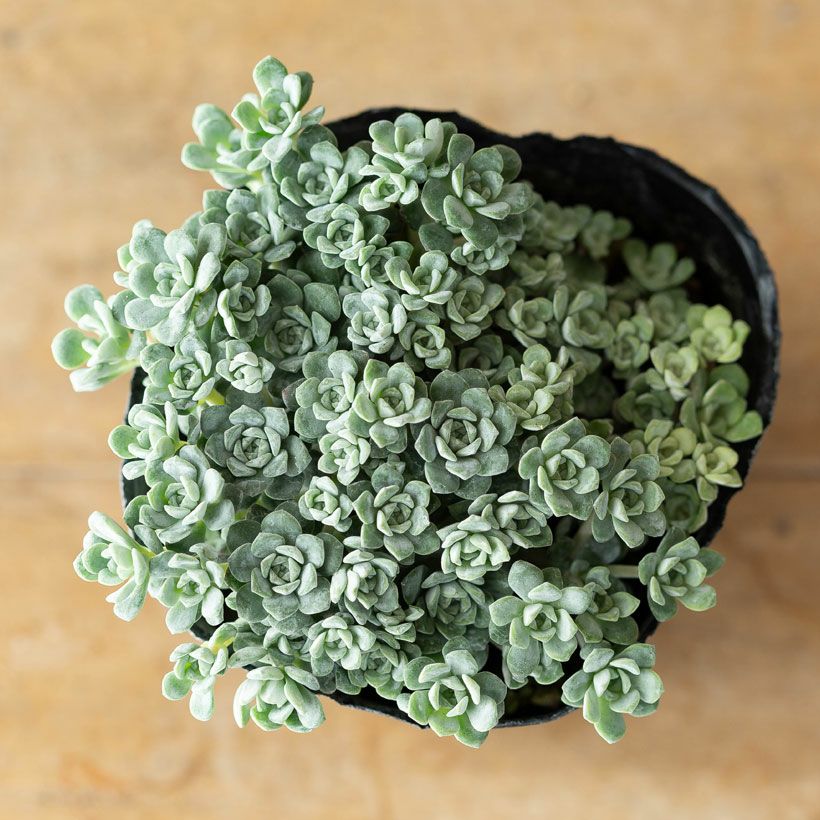 白雪ミセバヤ（ケープブランコ）育て方付き多肉【予約】再販あり