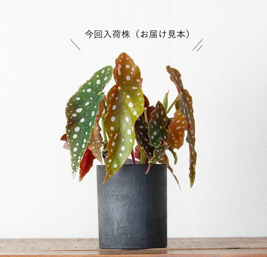 ベゴニア・マクラータ育て方付き（観葉植物）販売：売切れ時は予約