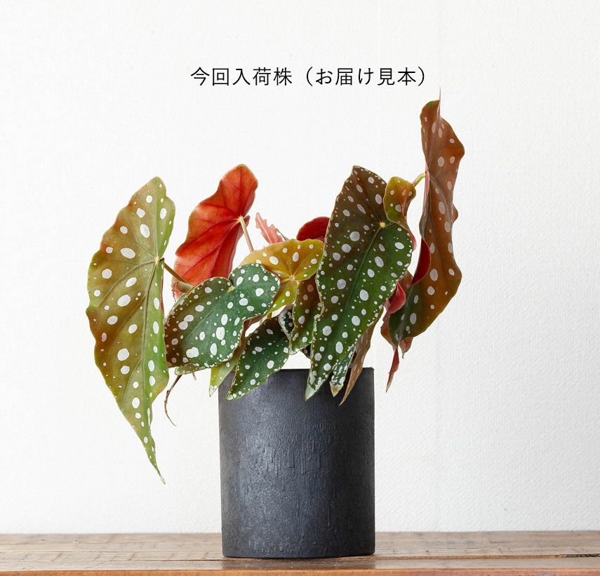ベゴニア・マクラータ育て方付き（観葉植物）販売：売切れ時は予約