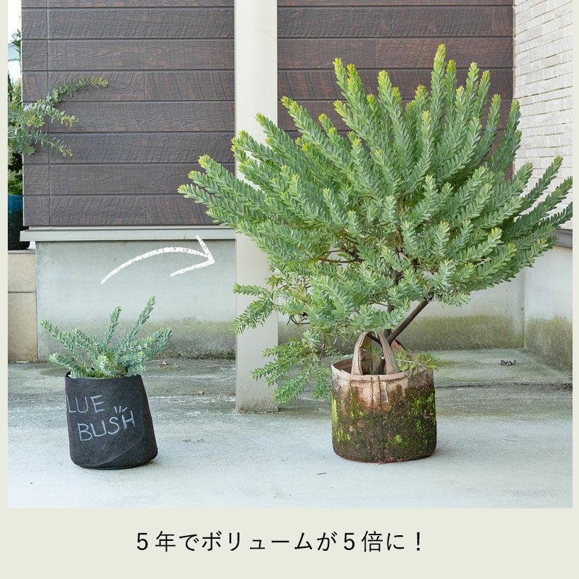 アカシアブルーブッシュ鉢植え｜育て方（幹を太くする剪定）付き