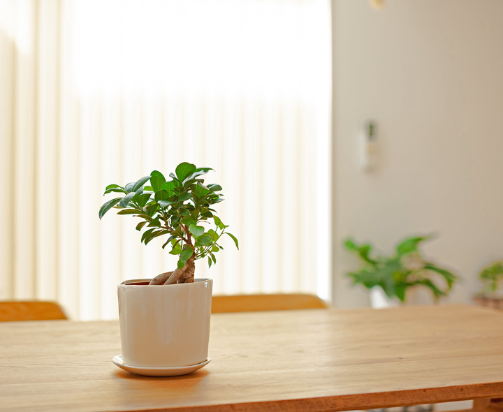 ツヤのある三角陶器植木鉢｜3.5～4号の観葉植物の植え替えに