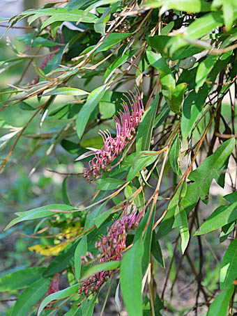 グレビレア・ブロンズランバー Grevillea 'Bronze Rambler' ヤマモガシ