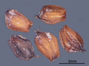 ハンノキ Alnus japonica カバノキ科 Betulaceae ハンノキ属 三河の