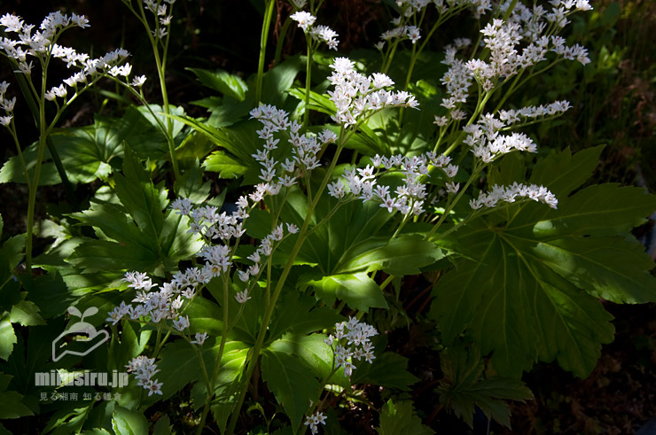 タンチョウソウ（イワヤツデ）