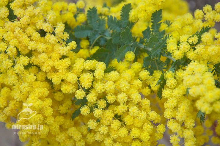 ミモザ（ギンヨウアカシア）